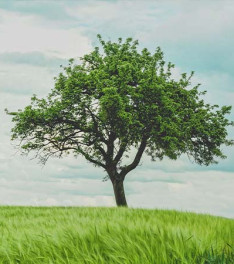 Photo de Normand ST-HILAIRE